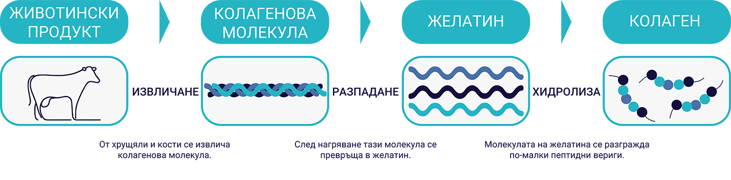 Процес на извличане на колагена.